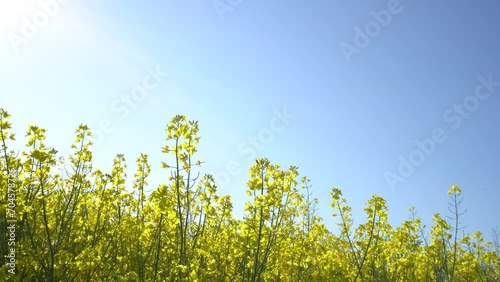 field with blooming rapessed and blue sky photo