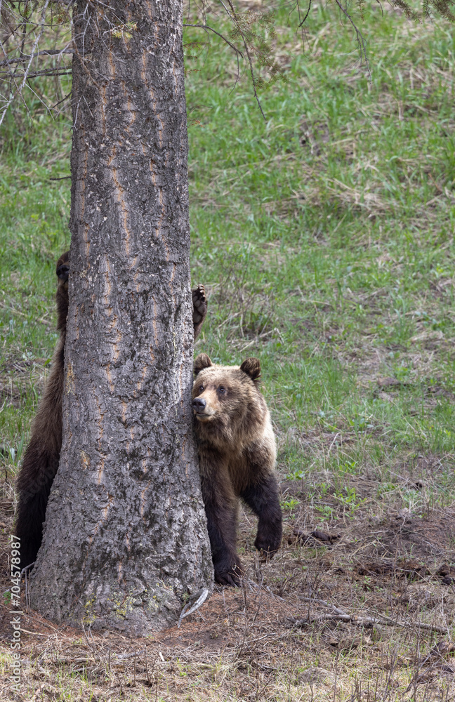 Fototapeta premium Grizzly Bears in Spring in Yellowstone National Park Wyoming