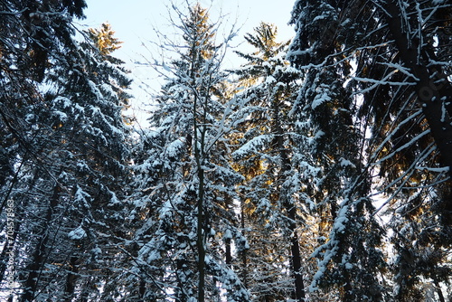 Spruce Picea is a coniferous evergreen tree of the Pine family Pinaceae. Evergreen trees. Common spruce, or Norway spruce Picea abies is widespread in northern Europe. Snowy winter coniferous forest. © Iuliia