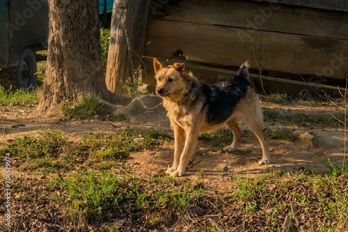 guard mongrel dog on a chain on a farm in the mountains of the Western Caucasus  southern Russia  on a sunny summer day