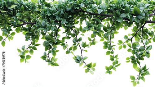 Tree branch with green lush foliage in sunshine