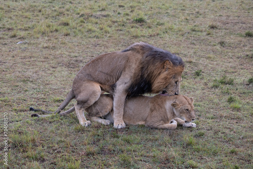 Lion and Lioness, Copulation in the rain
