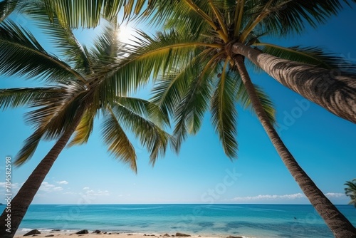 palm tree on the beach © paul