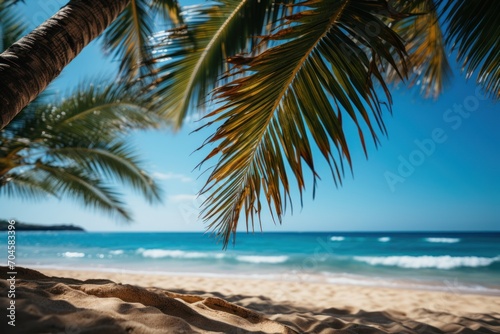 palm tree on the beach © paul