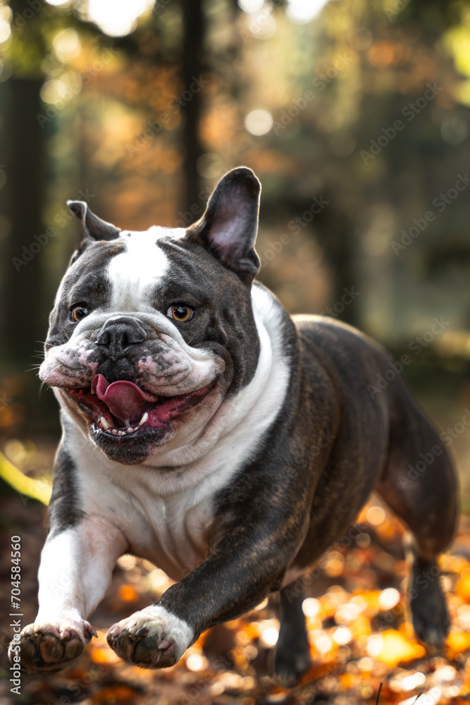 Fototapeta premium Buldog w lesie