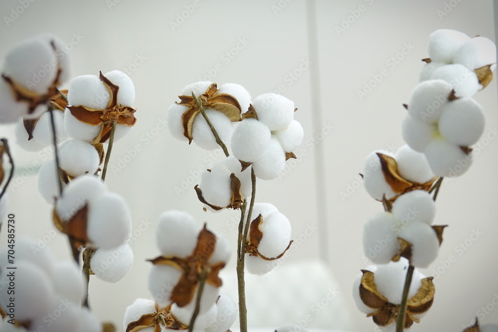 Cotton plant flowers set isolated on the white background