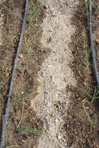 onion sets planted with drip irrigation
