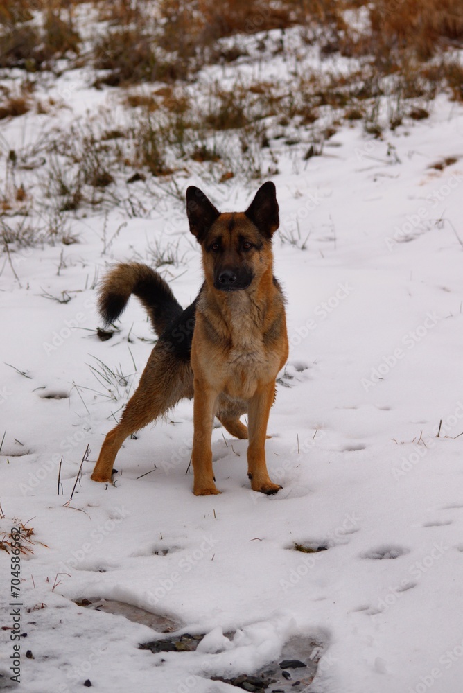 german shepherd dog running in snow