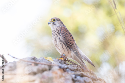 Kestrel 