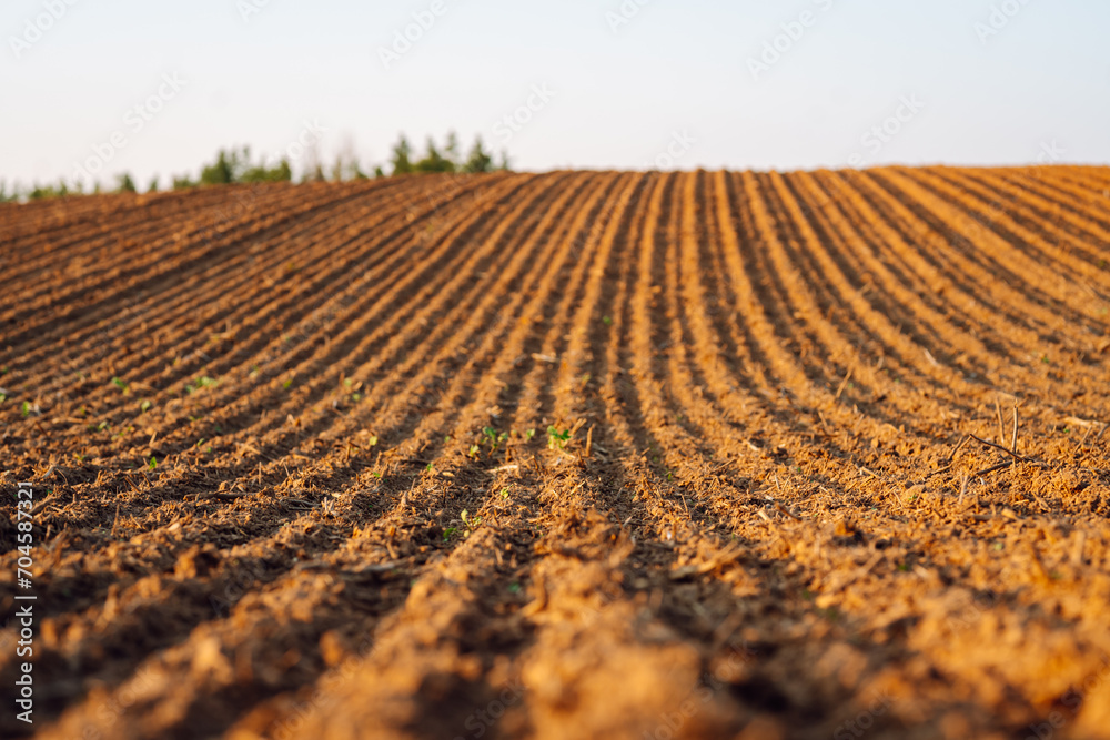 Close-up of black soil, cultivated organically before sowing plants, vegetables. Brown soil texture. Close-up of black soil, cultivated organically before sowing plants, vegetables. Brown soil texture.