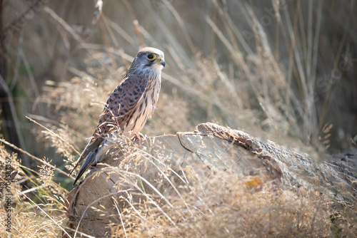 Kestrel 