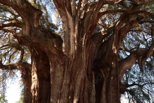 The enormous trunk and branches of the famous Tree of Tule/El Arbol del Tule, Oaxaca, Mexico