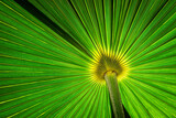 Close up of backlit palm tree leaf