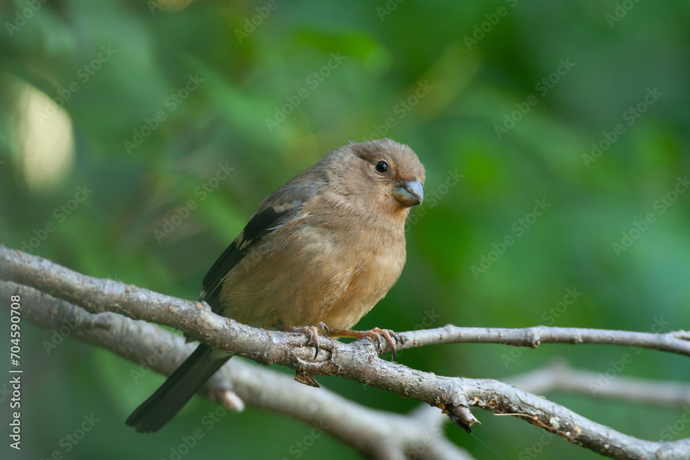 Bullfinch Male, (Pyrrhula pyrrhula) Ciuffolotto Bullfinch Male, (Pyrrhula pyrrhula) Ciuffolotto