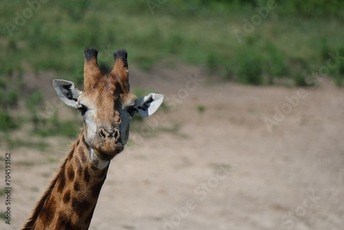 Giraffa photo