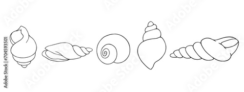 A set of linear sketches, contour coloring of seashells. Vector graphics.