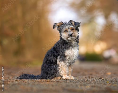 Hundeportrait photo