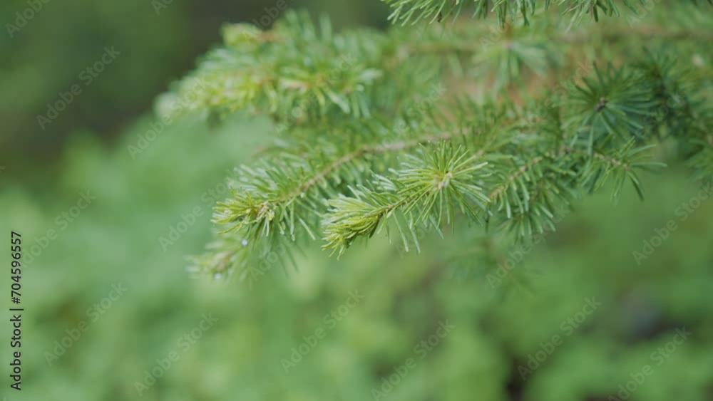 Raindrops on bright green pine branches Raindrops on bright green pine branches
