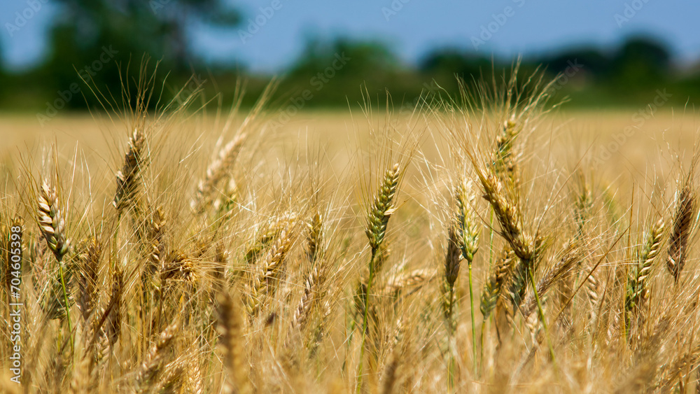 Fototapeta premium Wheat