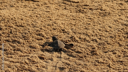 Released baby turtle on the beach of Playa Bacocho walking to the ocean, Puerto Escondido, Mexico photo