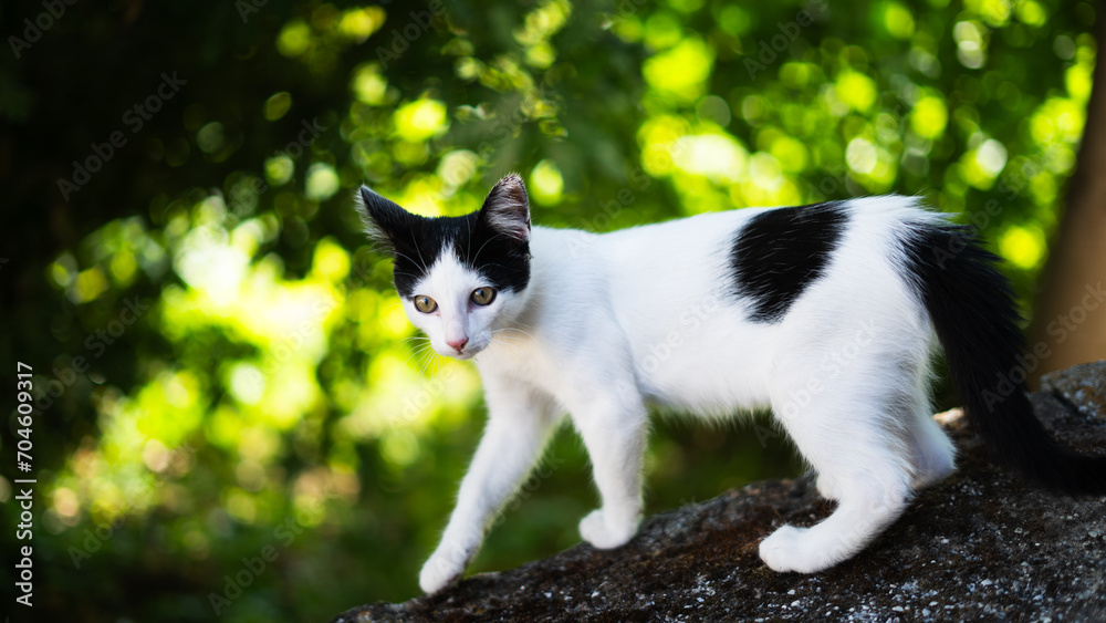 Black and white cat standing in the garden