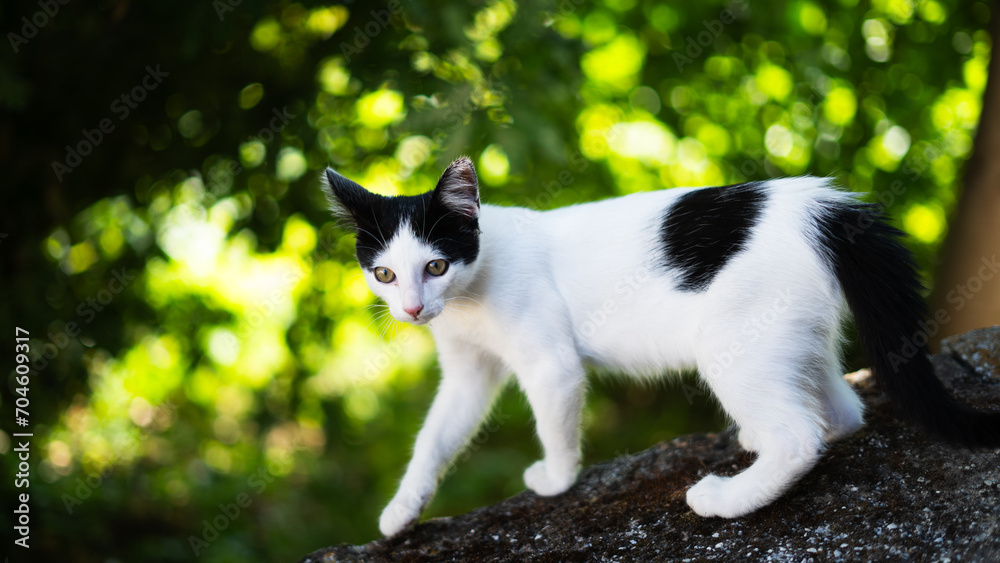 Black and white cat standing in the garden Black and white cat standing in the garden