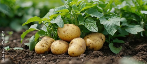 Potatoes growing nearby.