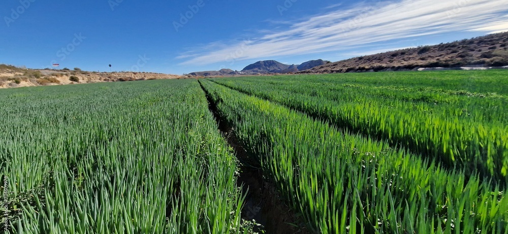 Extension inmensa de plantación de Cebolla , plantas de cebollas al sol con el cielo azul Extension inmensa de plantación de Cebolla , plantas de cebollas al sol con el cielo azul