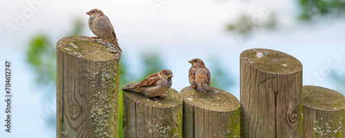 house sparrows (passer domesticus) on a garden fence photo