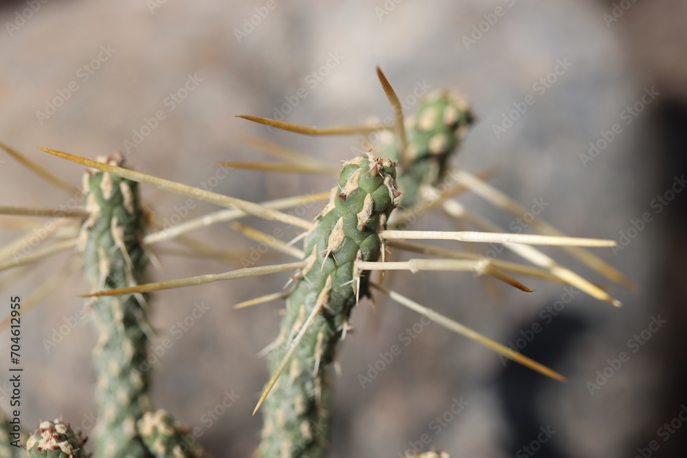 Cylindropuntia ramosissima