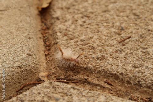 White-marked Tussock Moth Caterpillar  San Jose del Pacifico  Oaxaca  Mexico