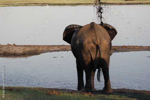 elephant in bath