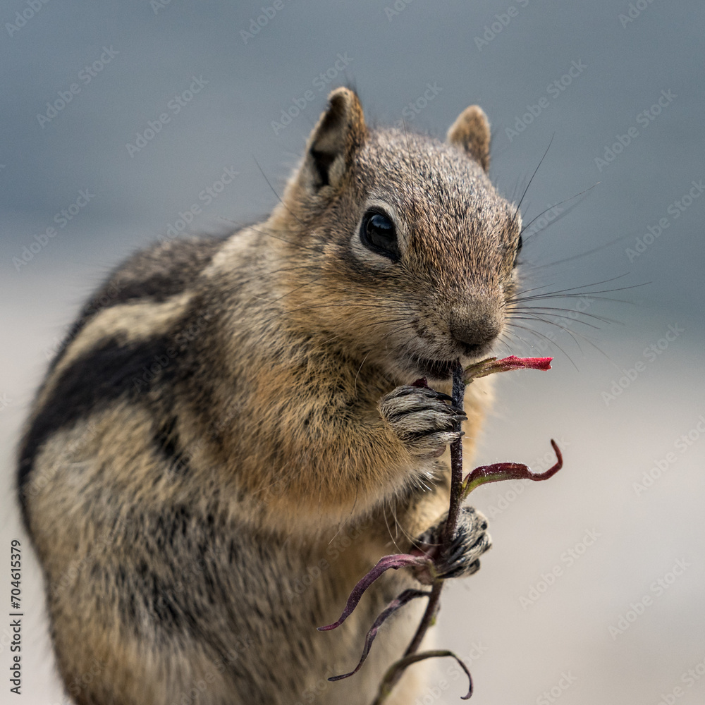 Fototapeta premium chipmunk chewing on a flower
