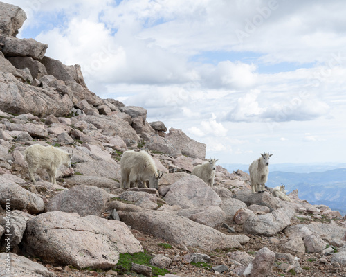 mountain goats in the rocks