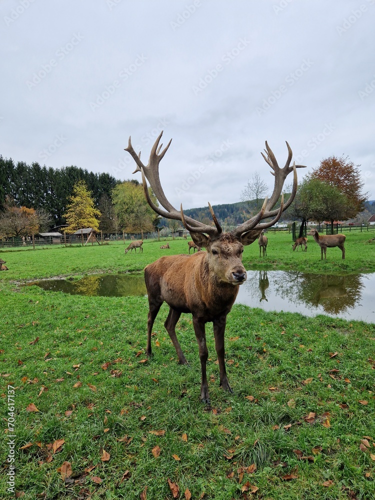 Naklejka premium Rotwild