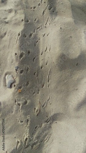 crab tracks in the sand