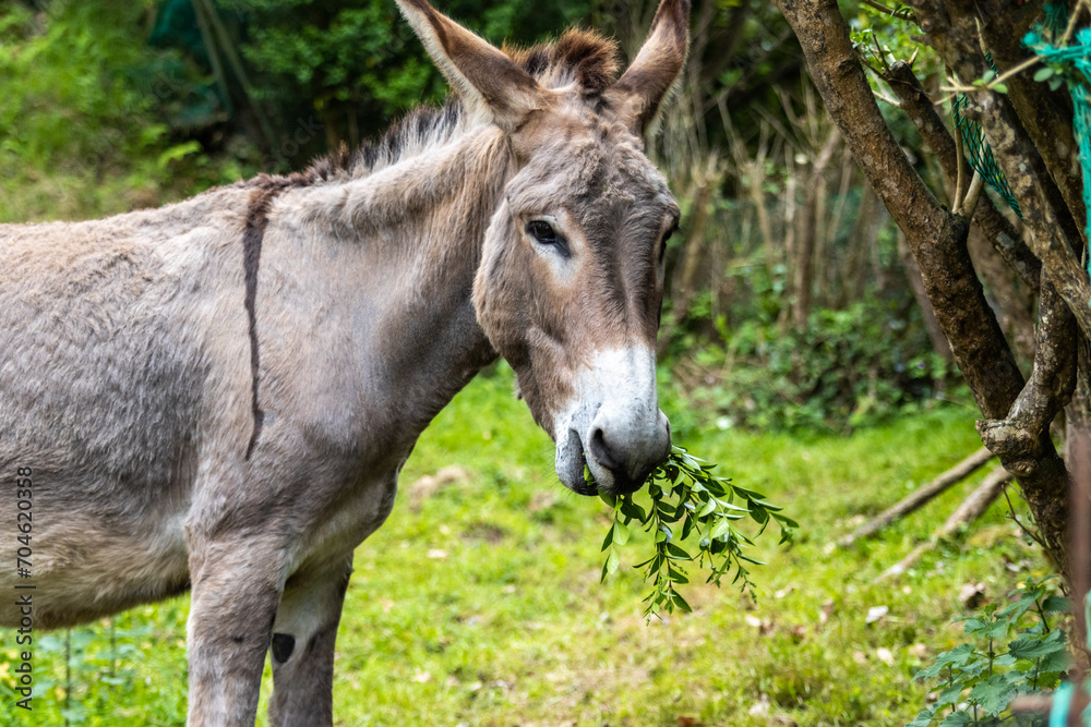 Portrait of a donkey eating grass in the field.