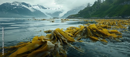 Sagueney Fjord has brackish surface water with hollow-stemmed kelp. photo