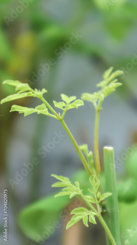 young shoots of Moringa leaves. close up of a plant.  © MAMAQIANO 