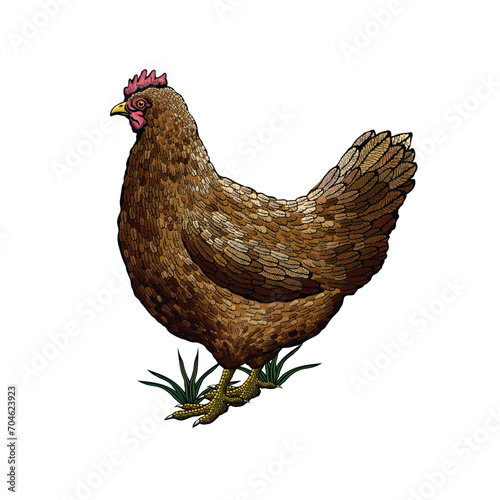 Vector illustration of a chicken