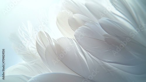 A close-up shot of delicate white feathers against a white background, creating a soft and ethereal banner design. [Feathered elegance] © Julia