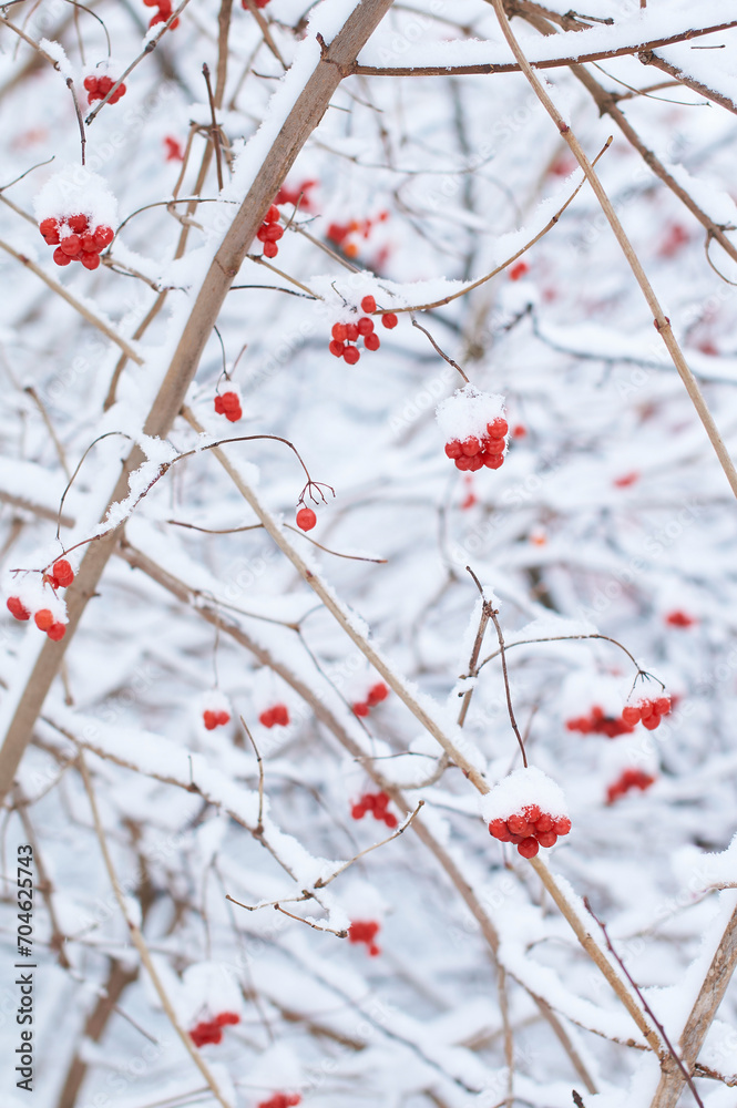 Edible frozen red viburnum berries on a bush covered with snow in winter