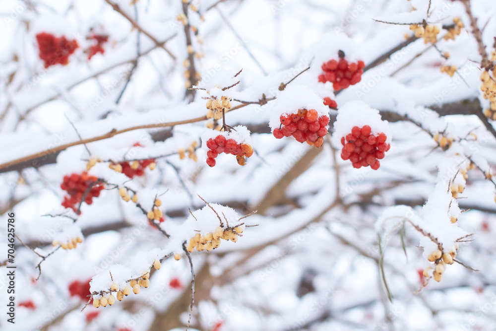 Edible frozen red viburnum and yellow sea buckthorn aka hippophae rhamnoides berries on a bush covered with snow in winter