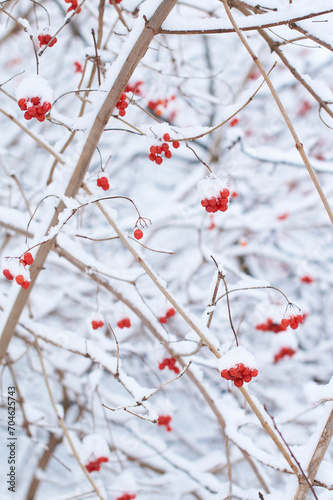 Obraz na płótnie Edible frozen red viburnum berries on a bush covered with snow in winter w salonie