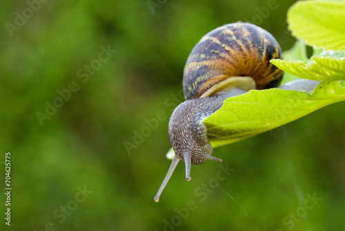 A snail is trying to get under a tree leave in a french garden