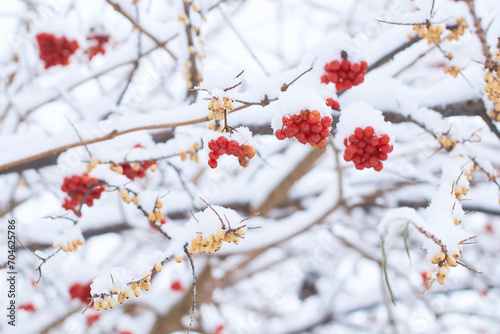 Obraz na płótnie Edible frozen red viburnum and yellow sea buckthorn aka hippophae rhamnoides berries on a bush covered with snow in winter w salonie