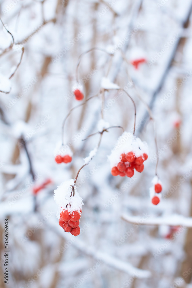 Edible frozen red viburnum berries on a bush covered with snow in winter