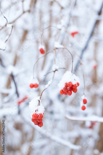Obraz na płótnie Edible frozen red viburnum berries on a bush covered with snow in winter w salonie