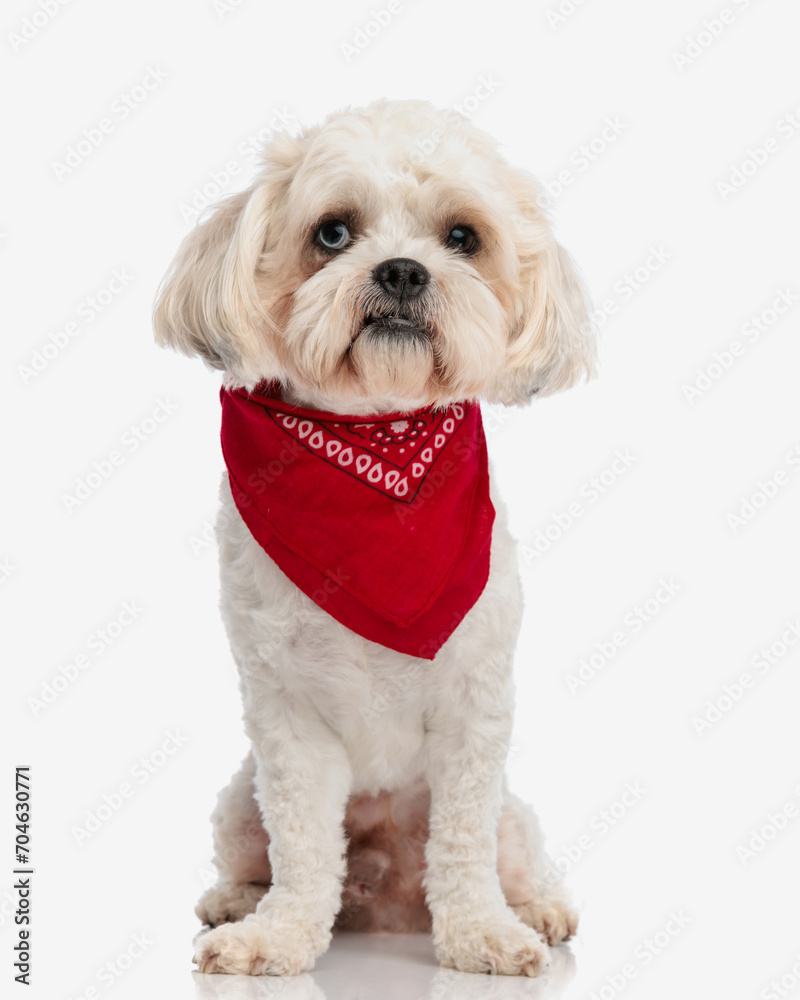 adorable bichon sitting while wearing a red scarf adorable bichon sitting while wearing a red scarf