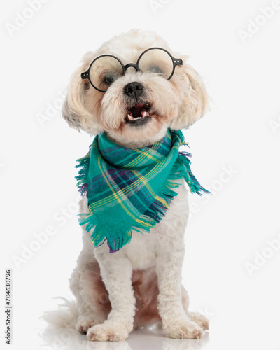 happy bichon wearing glasses and colored bandana © Viorel Sima